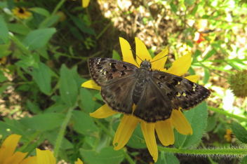 Horace's Duskywing - female